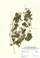 藏品(黑果馬皎兒)的圖片